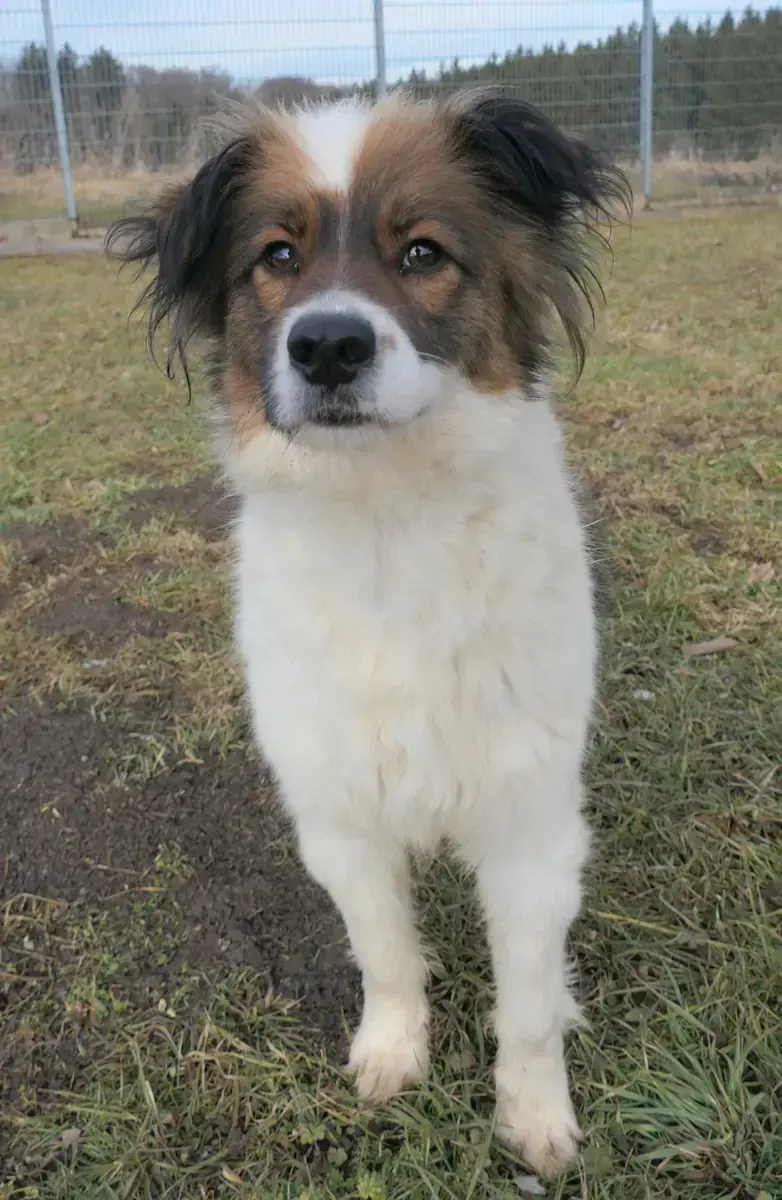 Zorro -  - Bild 2