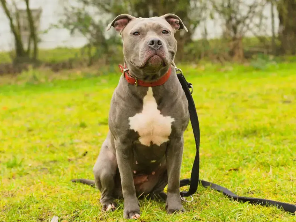 Jette - American Staffordshire Terrier - Bild 3