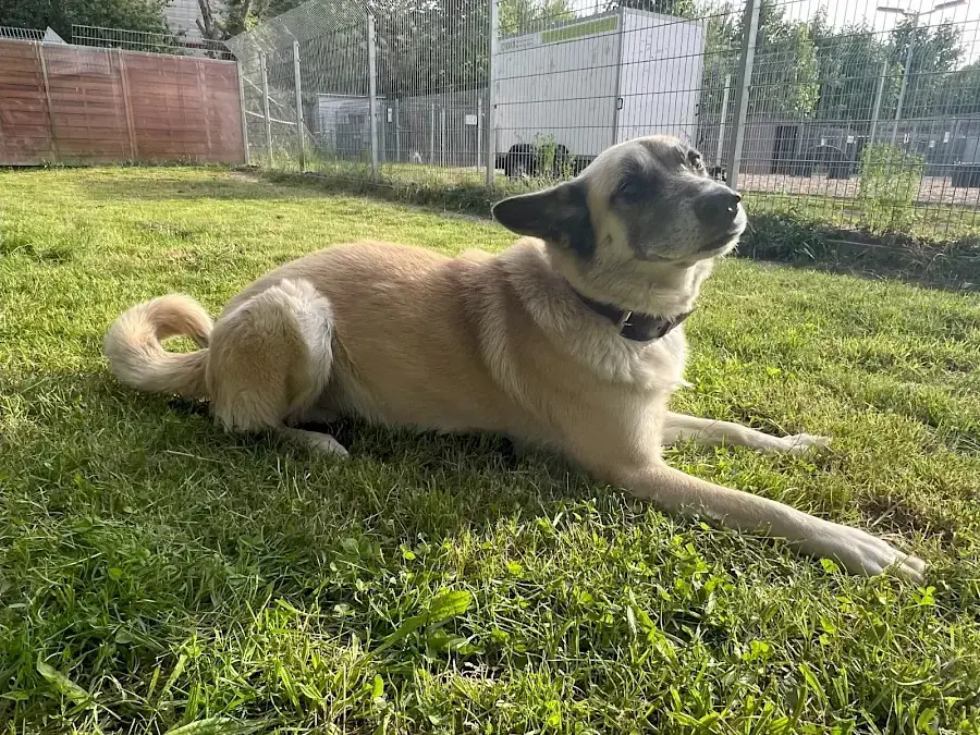 Chester - Deutscher Schäferhund - Bild 15