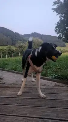 Ben – Border Collie – Bild 2