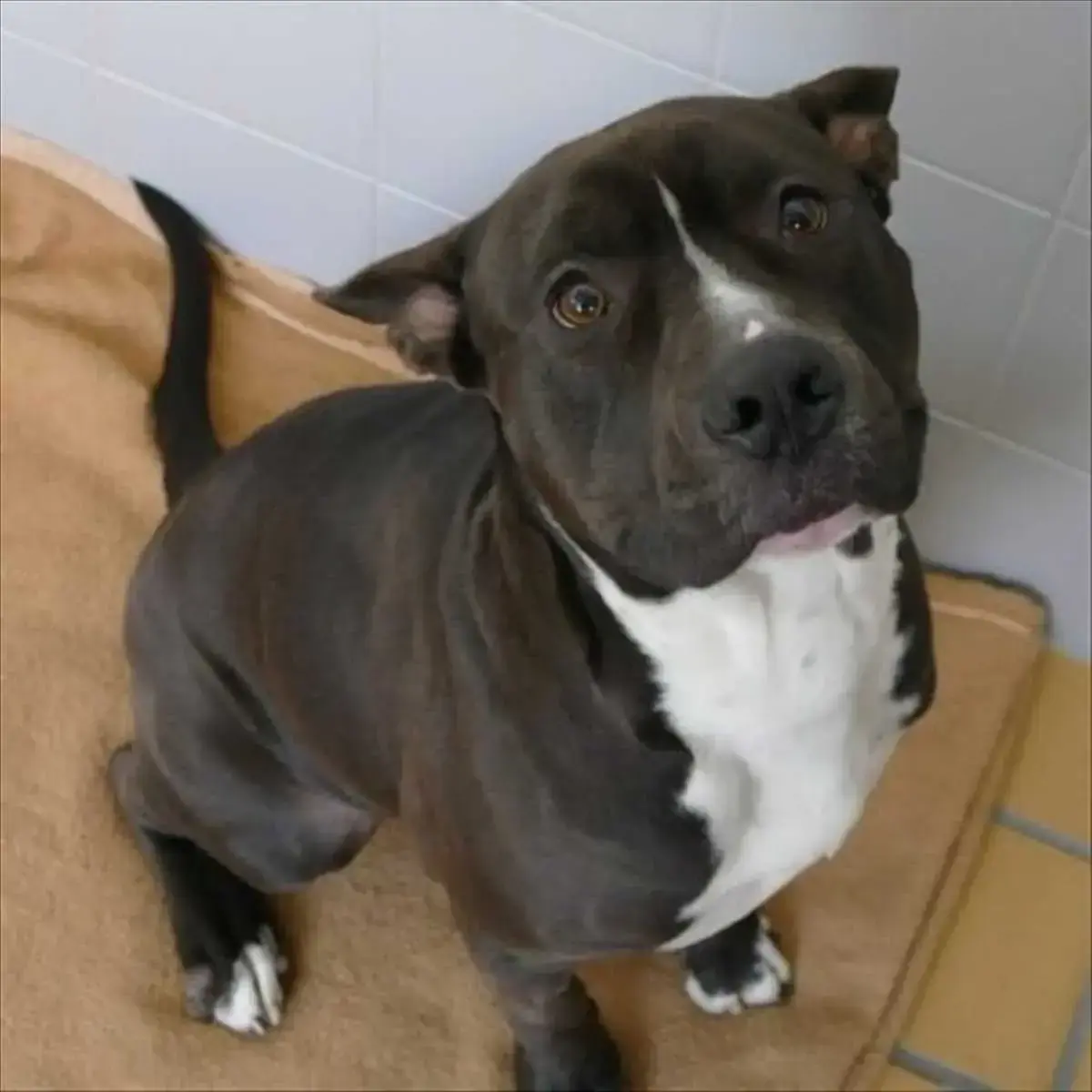 Rio - American Staffordshire Terrier - Bild 3
