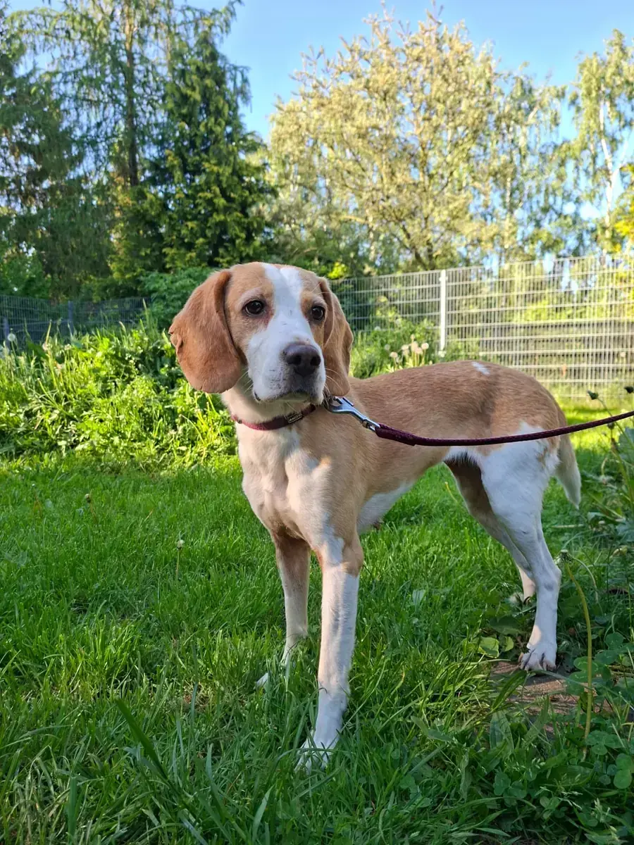 Liesel - Beagle - Bild 3