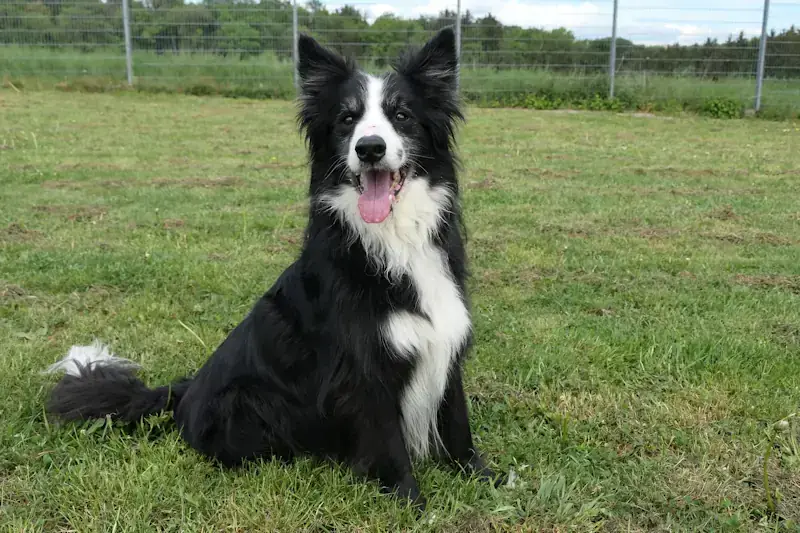 Bert - Border Collie - Bild 3
