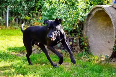 Vito – Labrador Retriever, Dobermann – Bild 3