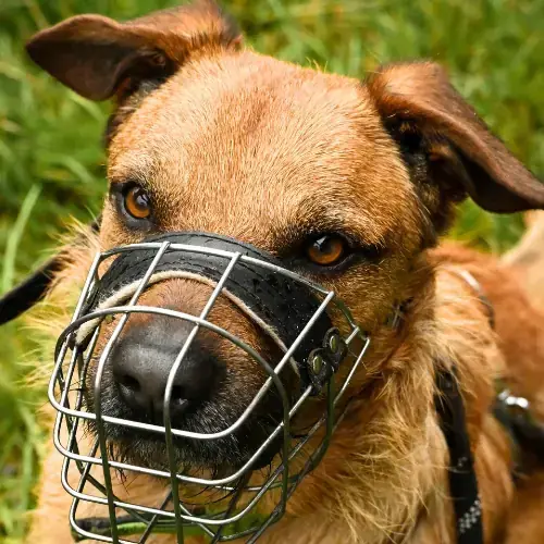 Balu -  - Bild 1