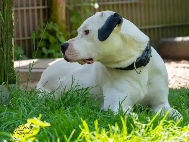 Hades - Dogo Argentino - Bild 7