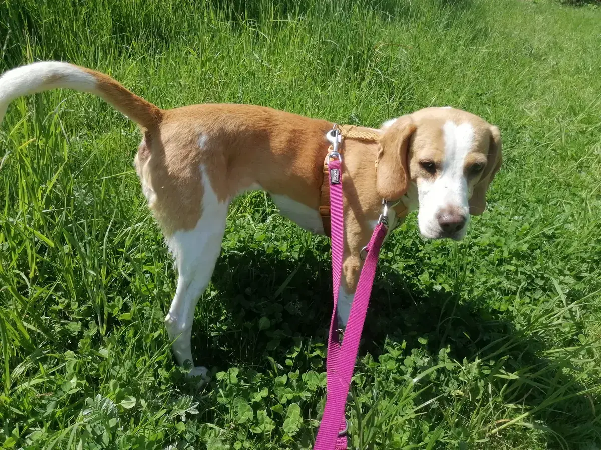 Liesel - Beagle - Bild 2