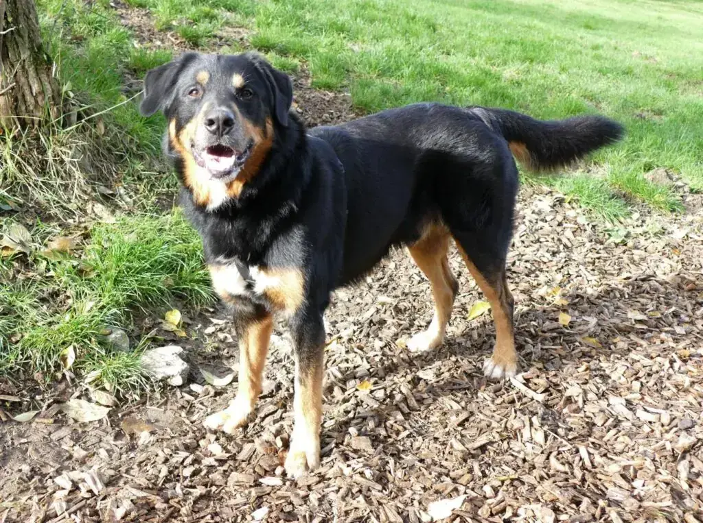 Nero -  - Bild 9