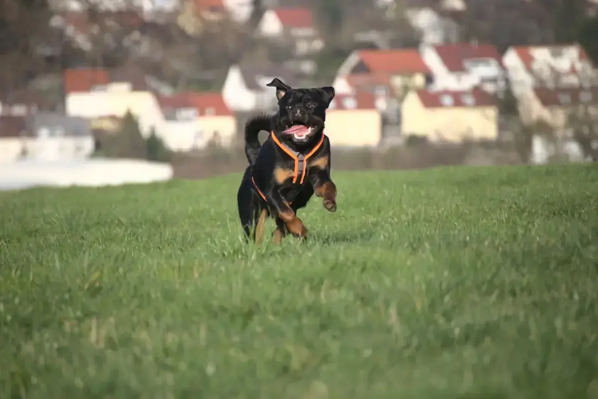 Rottweiler Eick