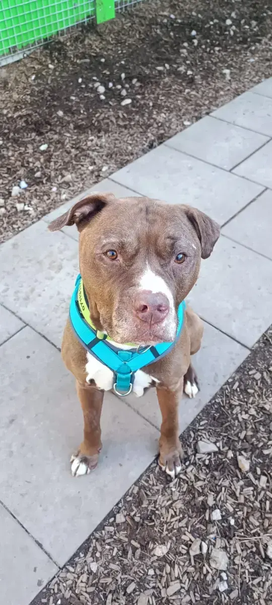 Gizmo - American Staffordshire Terrier - Bild 10