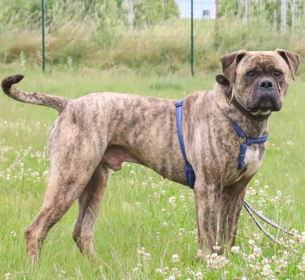 Leo - Bullmastiff - Bild 2