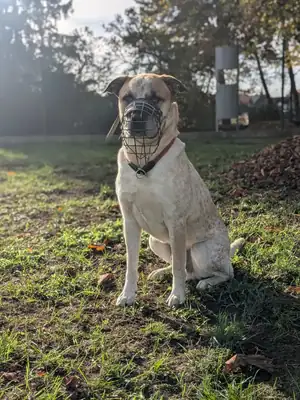 Fritz – Deutscher Boxer, English Pointer – Bild 11