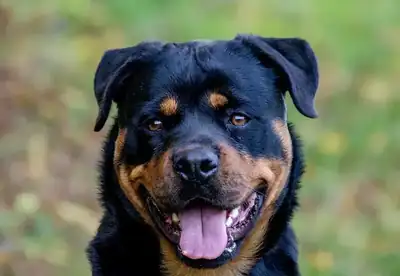 Tiger – Rottweiler – Bild 2