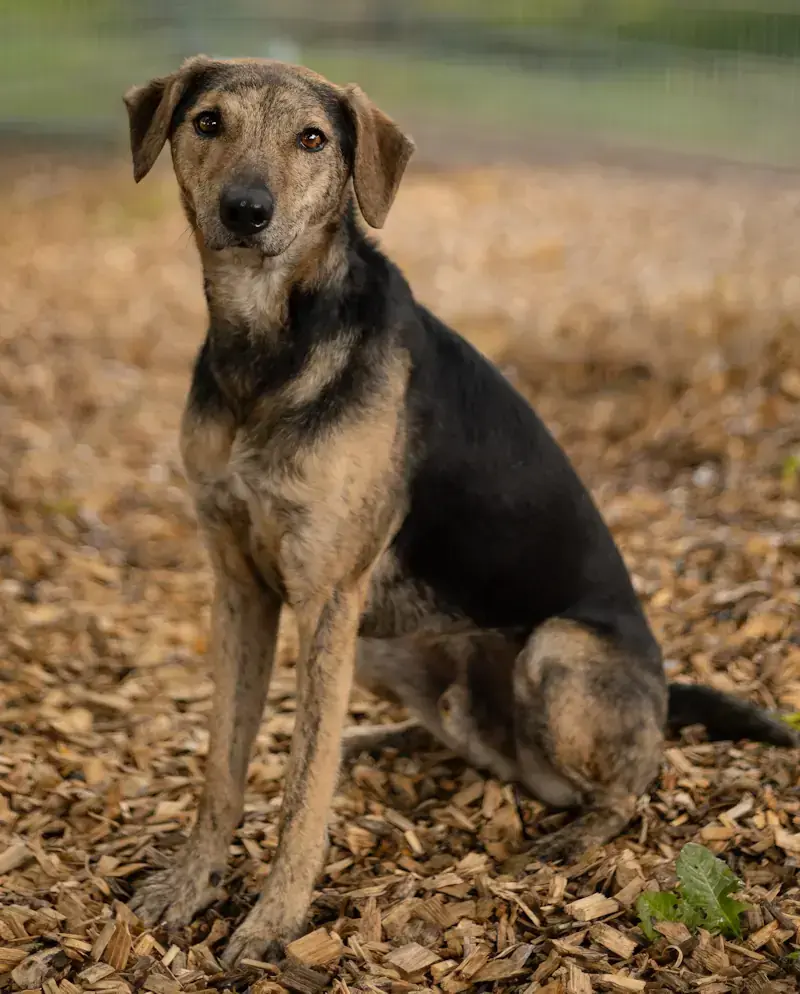 Kairo - Afghanischer Windhund - Bild 1