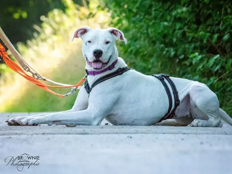 Bonny - Dogo Argentino - Bild 28