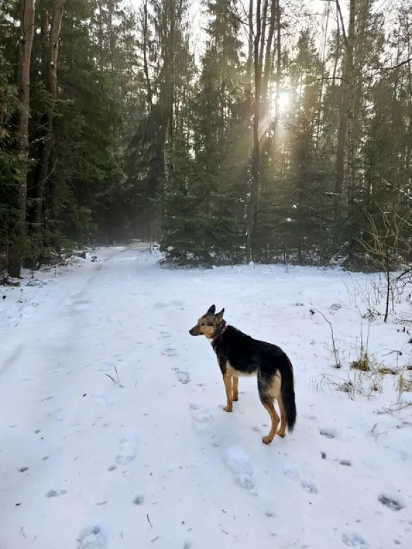 Lando -  - Bild 23