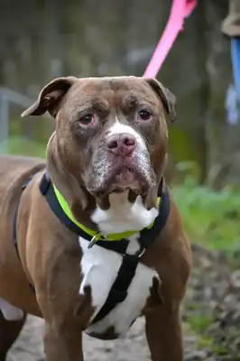 Gizmo – American Staffordshire Terrier – Bild 8