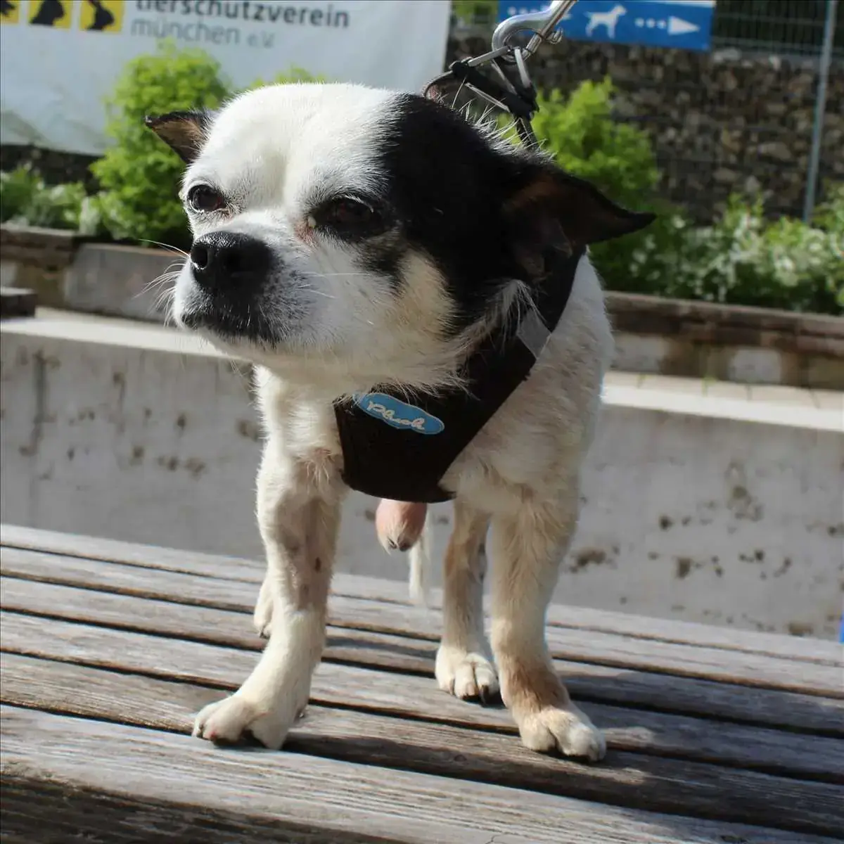 SNUPI - Chihuahua - Bild 3