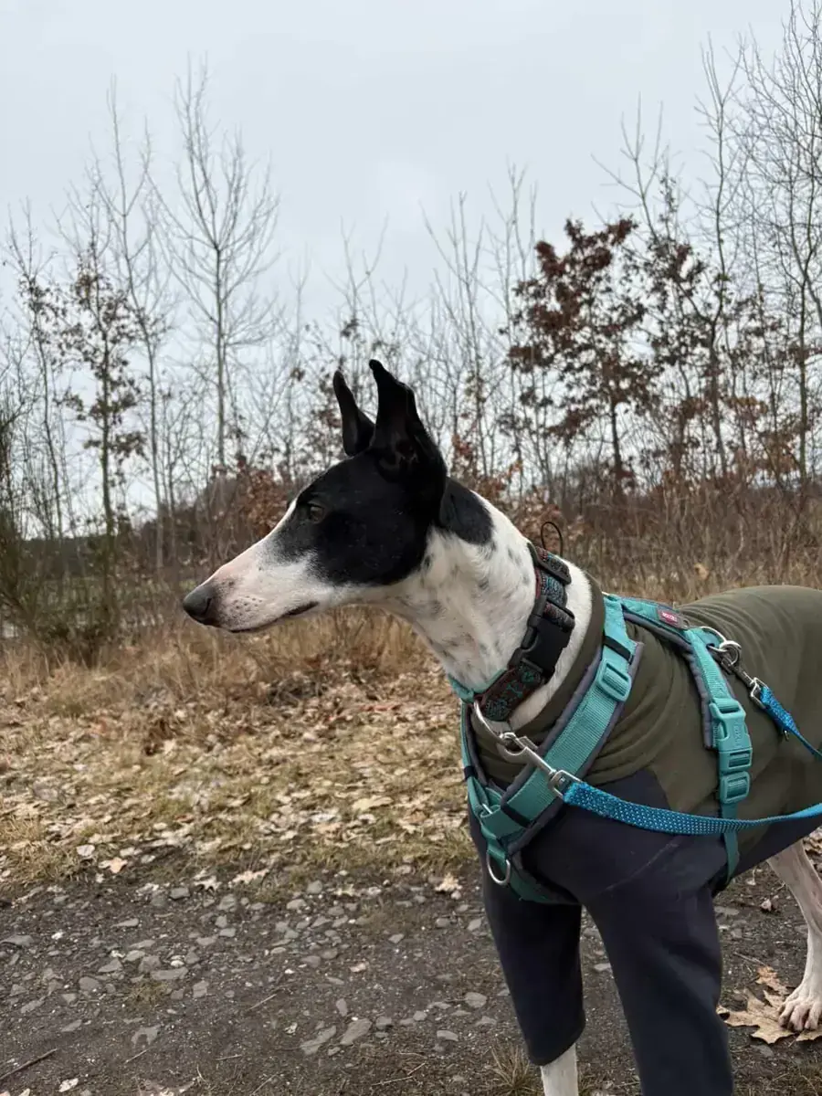 Faraon - Galgo Español - Bild 3
