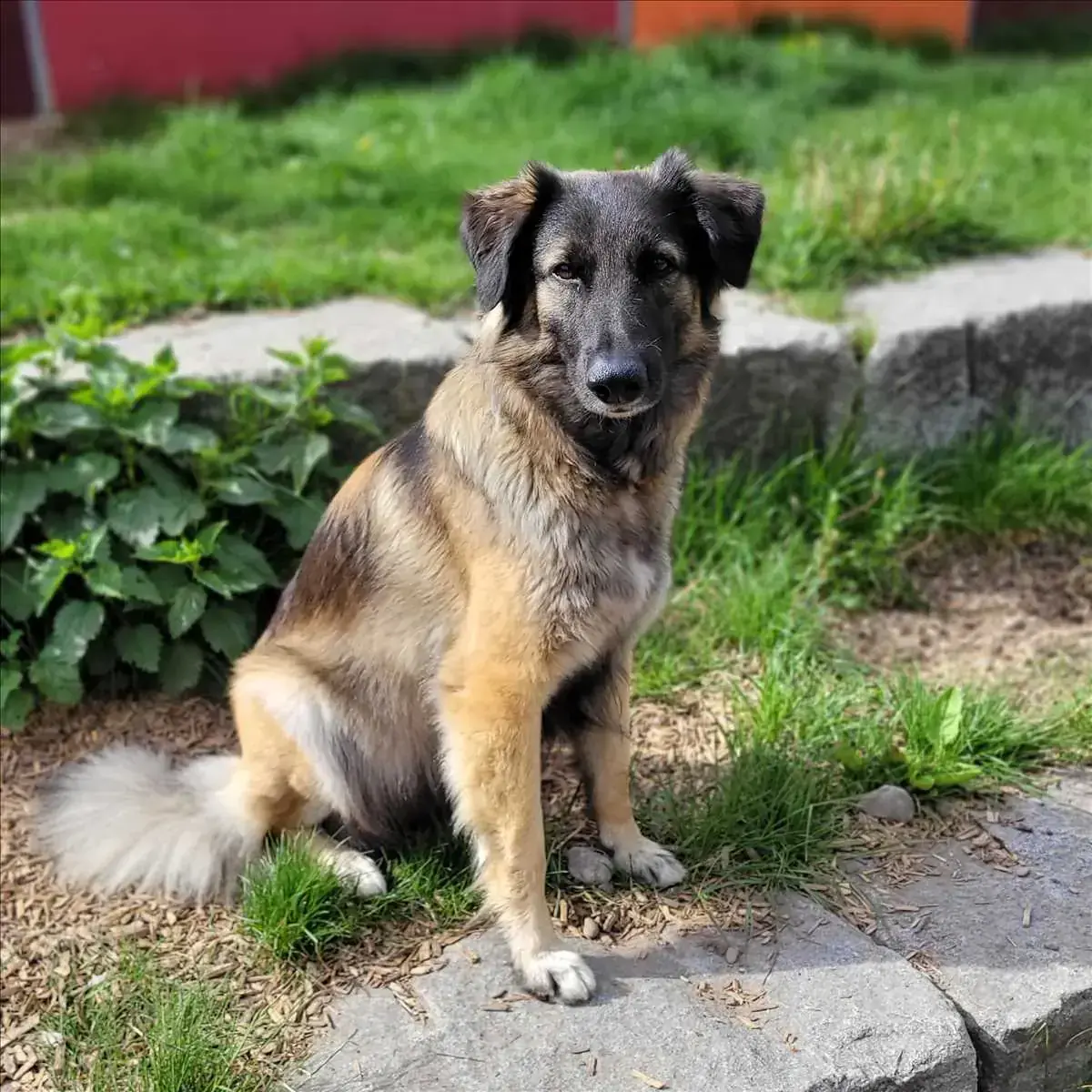 ELA - Border Collie, Deutscher Schäferhund - Bild 2