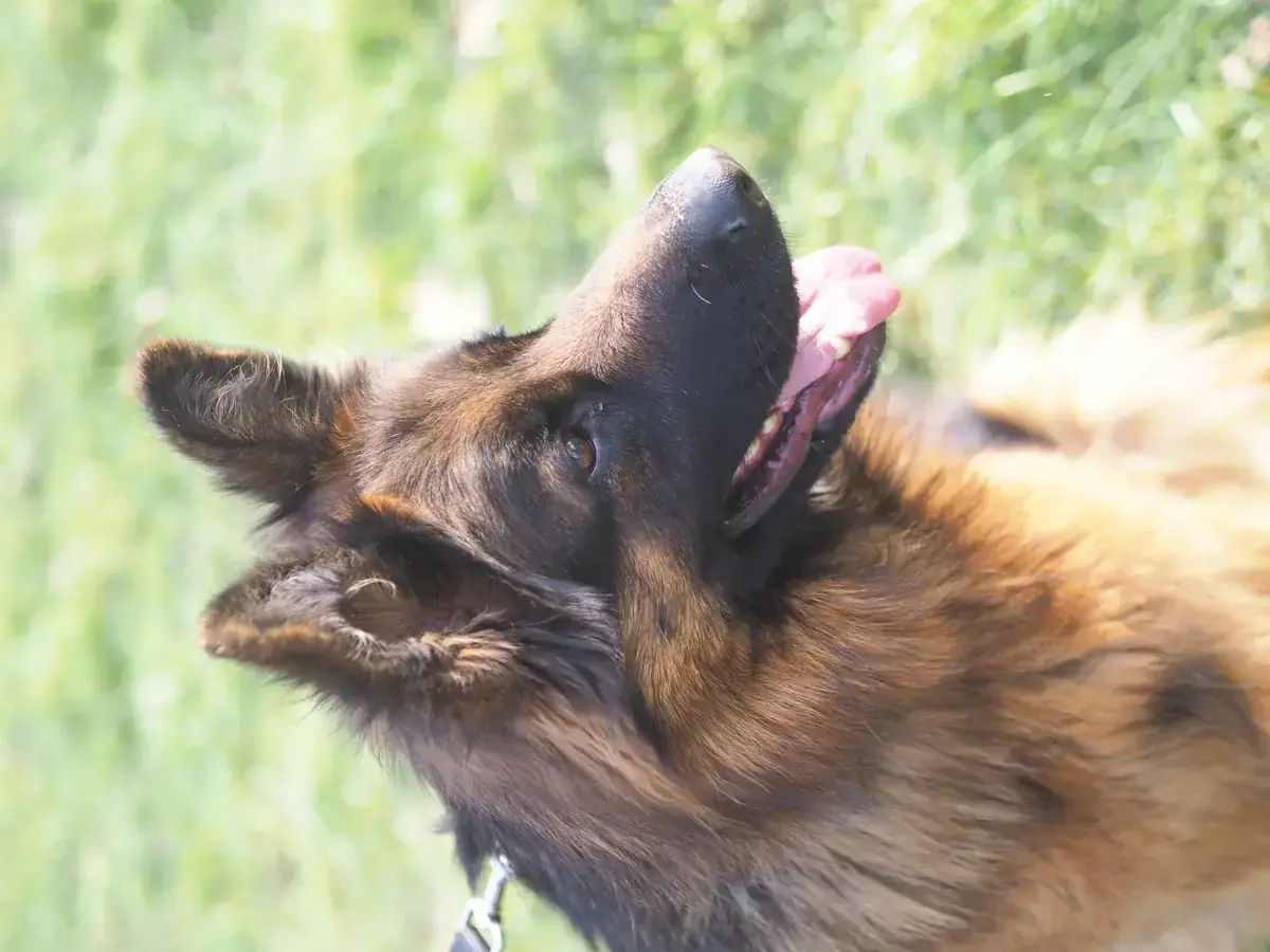 Julia - Deutscher Schäferhund - Bild 4