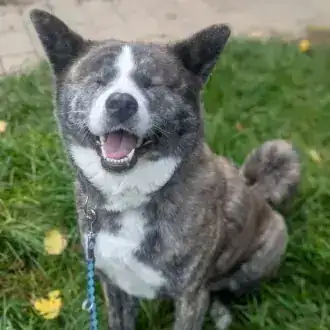 Lucy – Akita – Bild 7