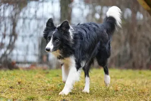 Border Collie Batzi