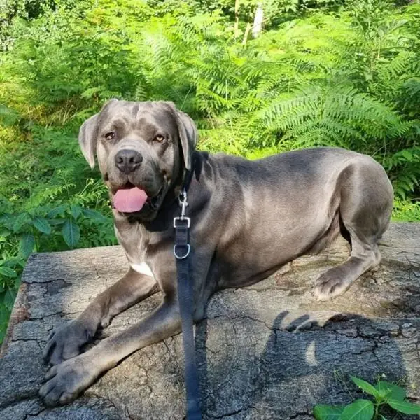 Zeus - Cane Corso Italiano - Bild 2