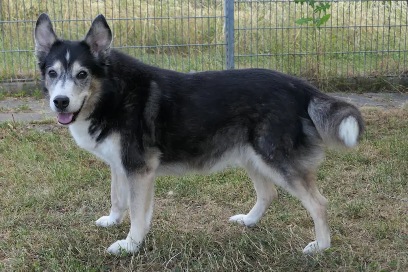Angelique -  - Bild 3