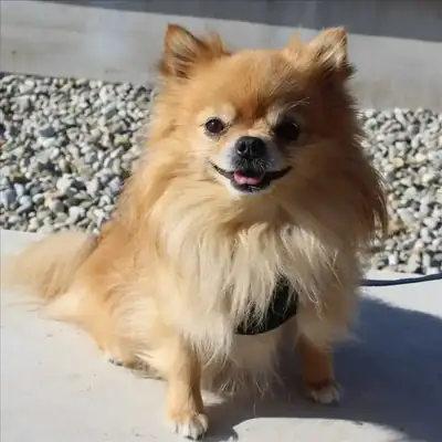Bilbo – Chihuahua – Bild 2