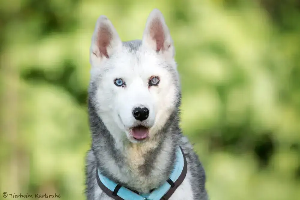 Simba - Siberian Husky - Bild 1