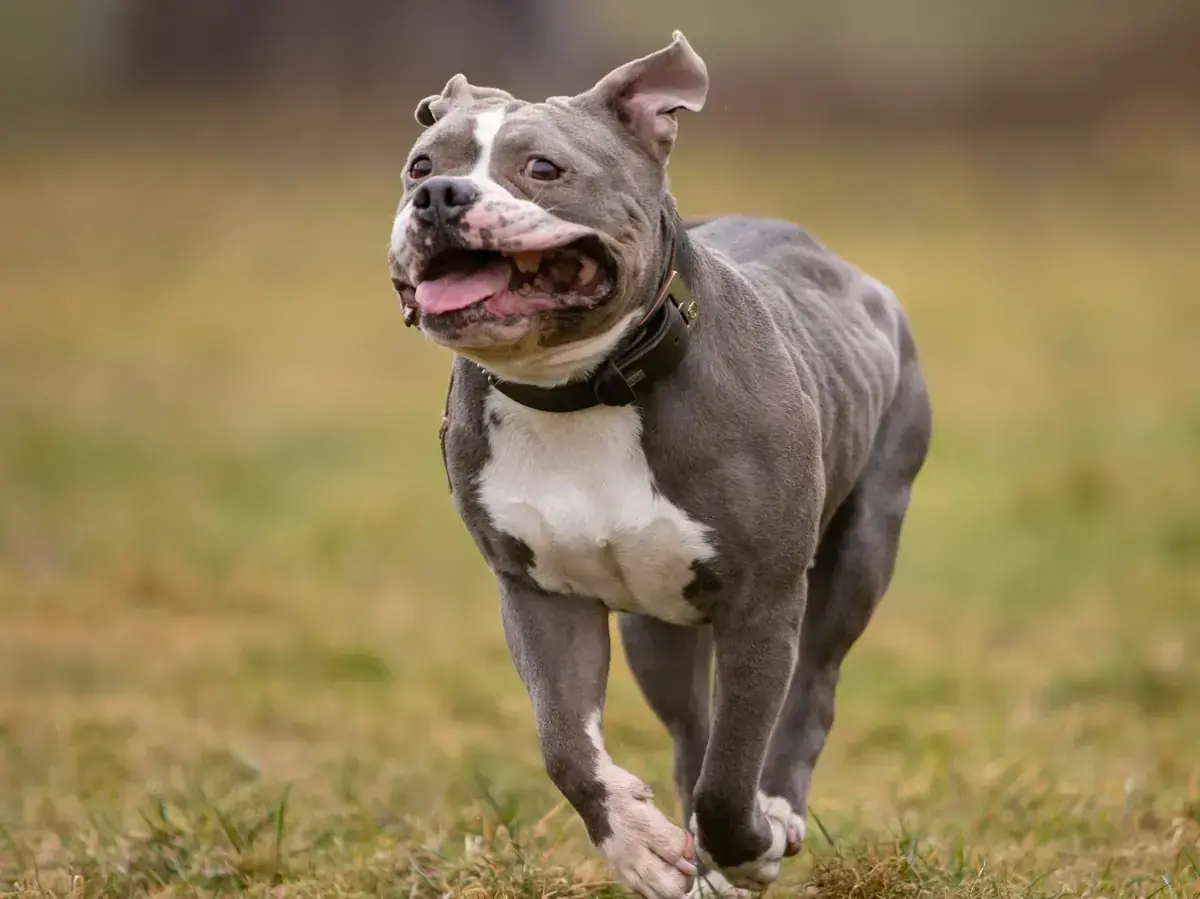 Pummel - American Staffordshire Terrier - Bild 3