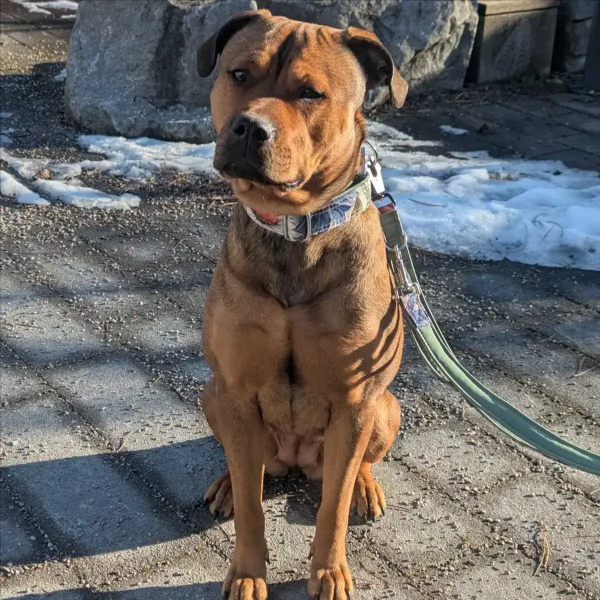 AKIRA - Rottweiler - Bild 4