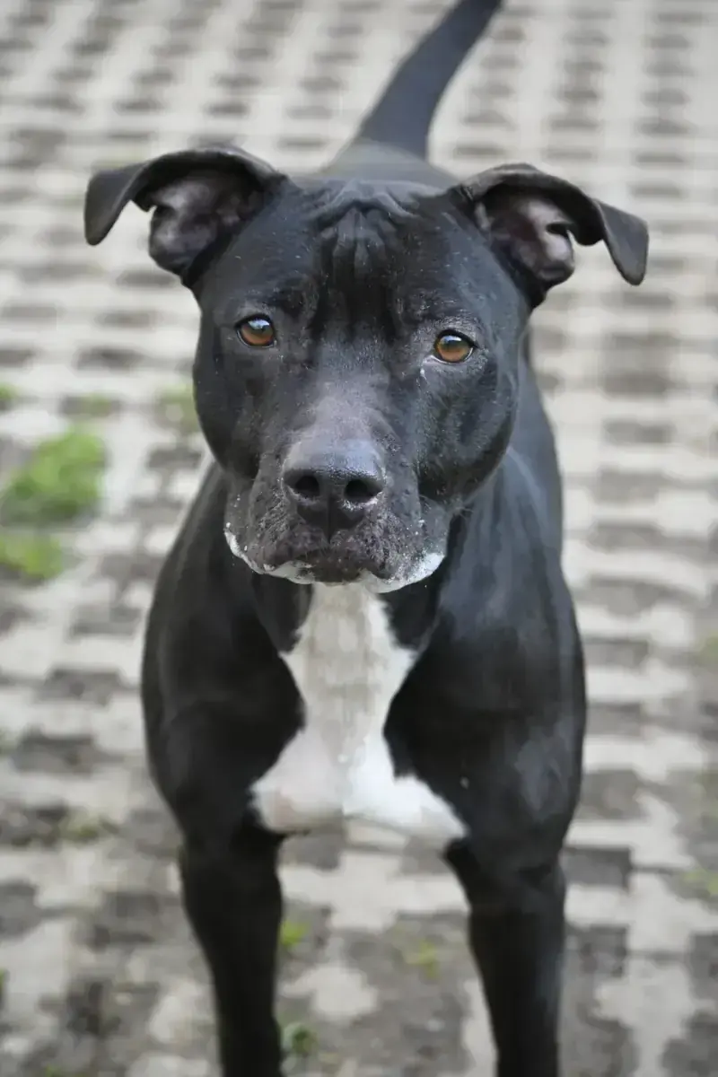 Ariya – Staffordshire Bullterrier – Bild 2