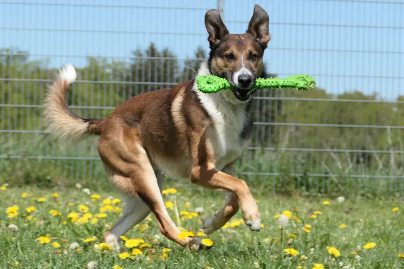 Sano - Deutscher Schäferhund - Bild 1