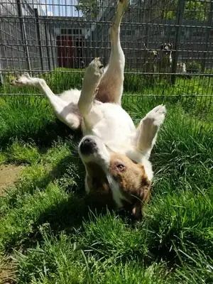 Jack – Hund – Bild 2