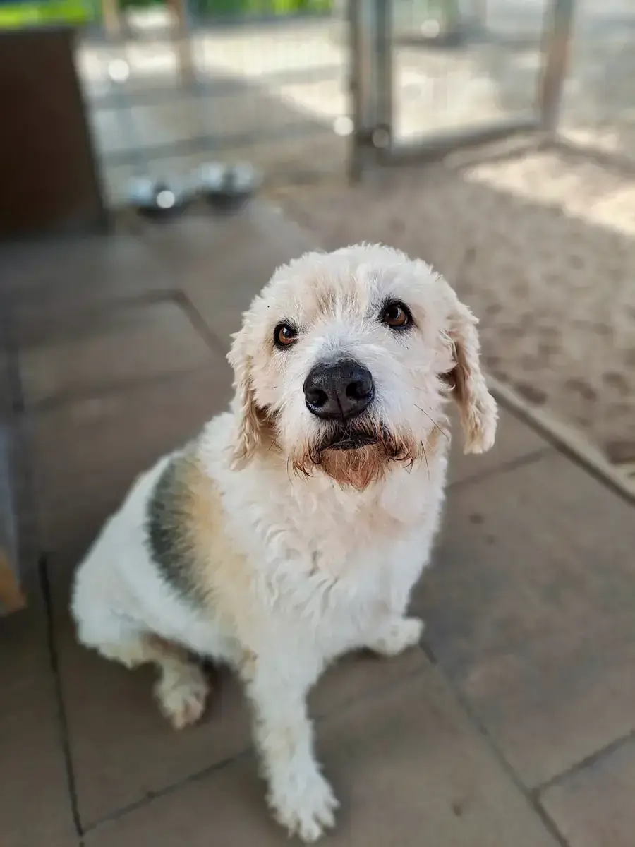 Milou -  - Bild 4
