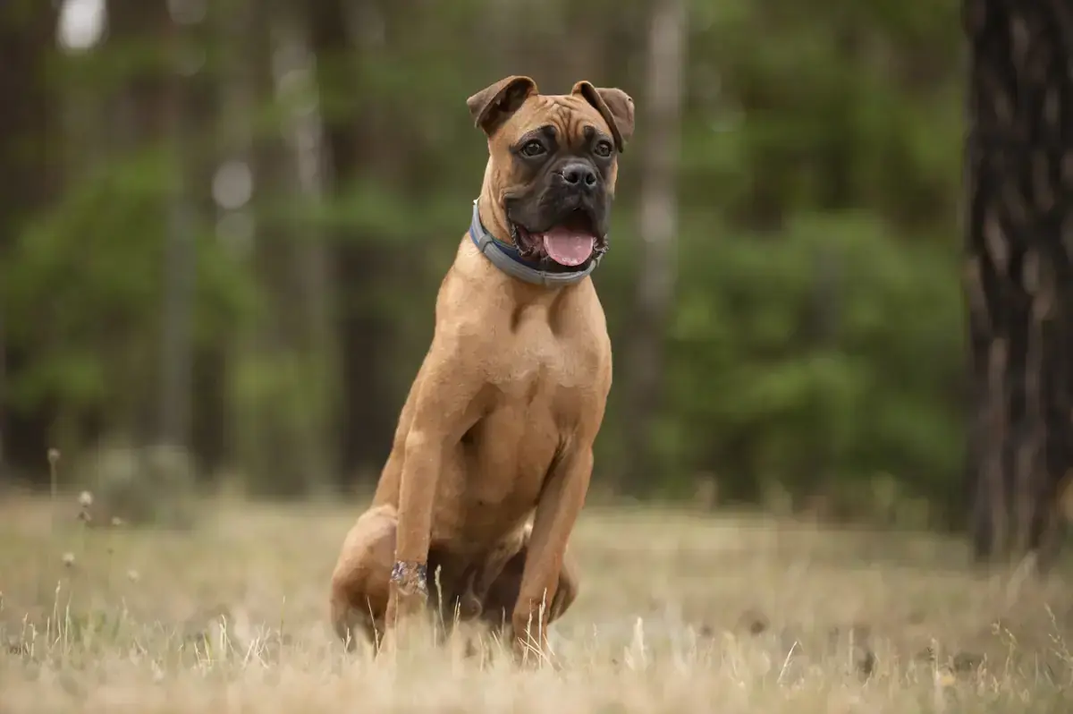 Ronny - Deutscher Boxer - Bild 2