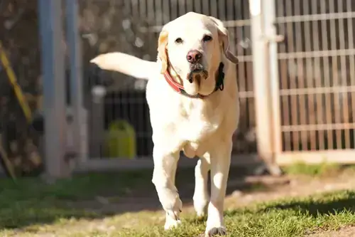 Bobby – Labrador Retriever – Bild 2