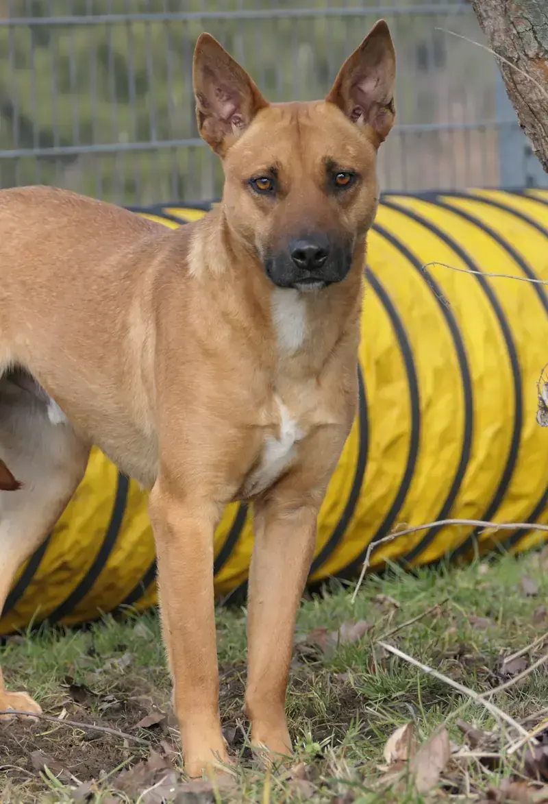 Nando - Dogo Canario - Bild 3