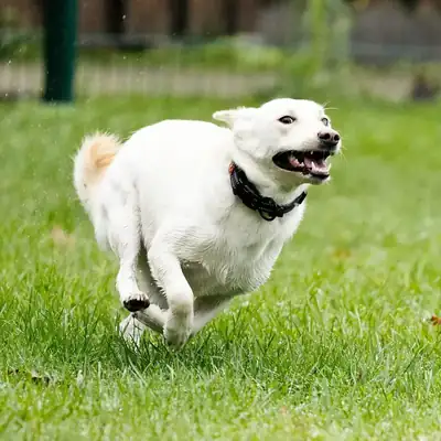 Ivy – Deutscher Schäferhund – Bild 4