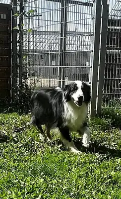 Mogli – Australian Shepherd – Bild 9