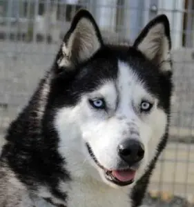 Sancho - Siberian Husky - Bild 1