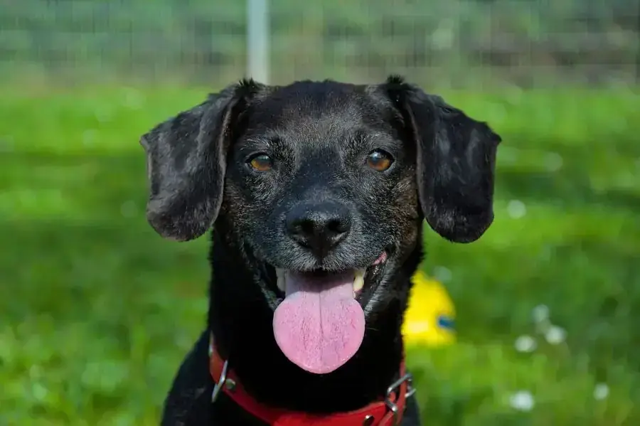 Deutscher Pinscher-Mix Strolchi