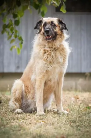 Mira - Kangal-Hirtenhund - Bild 2