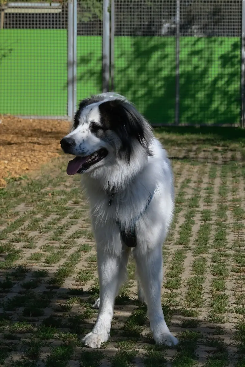 Buddy - Samojede - Bild 7