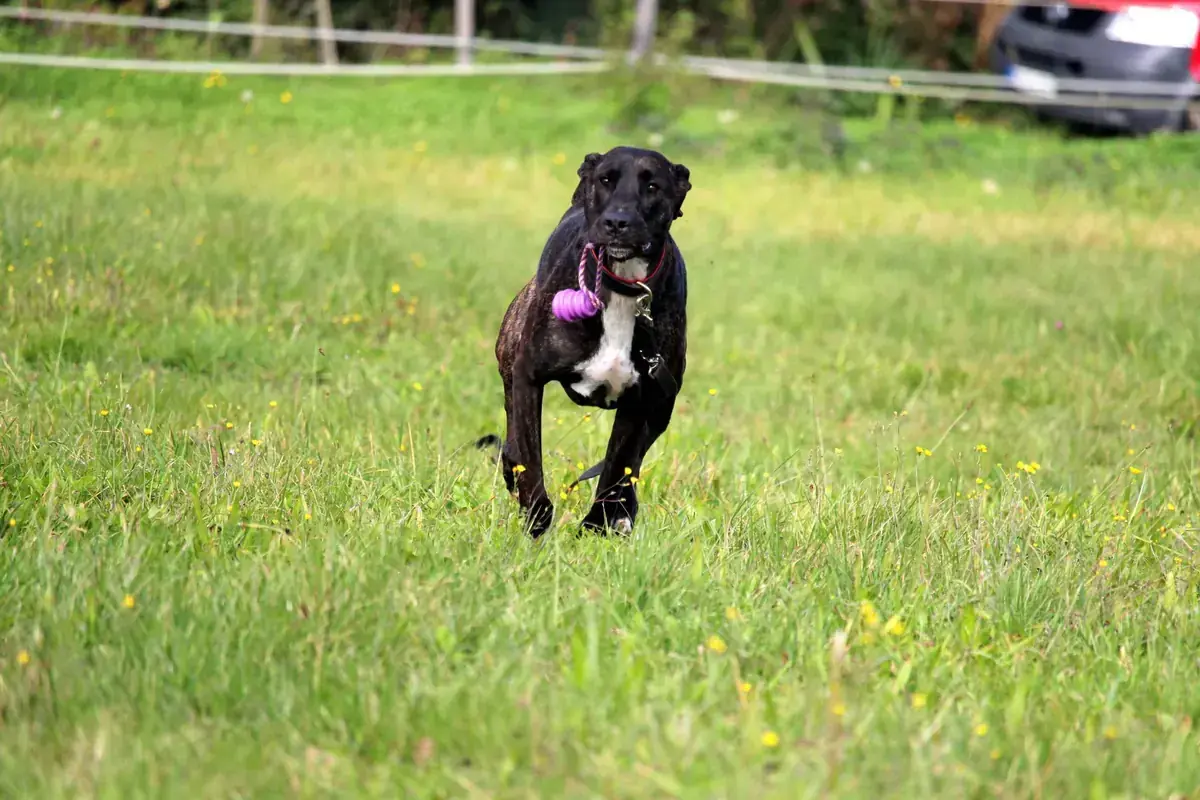 Gohan -  - Bild 25