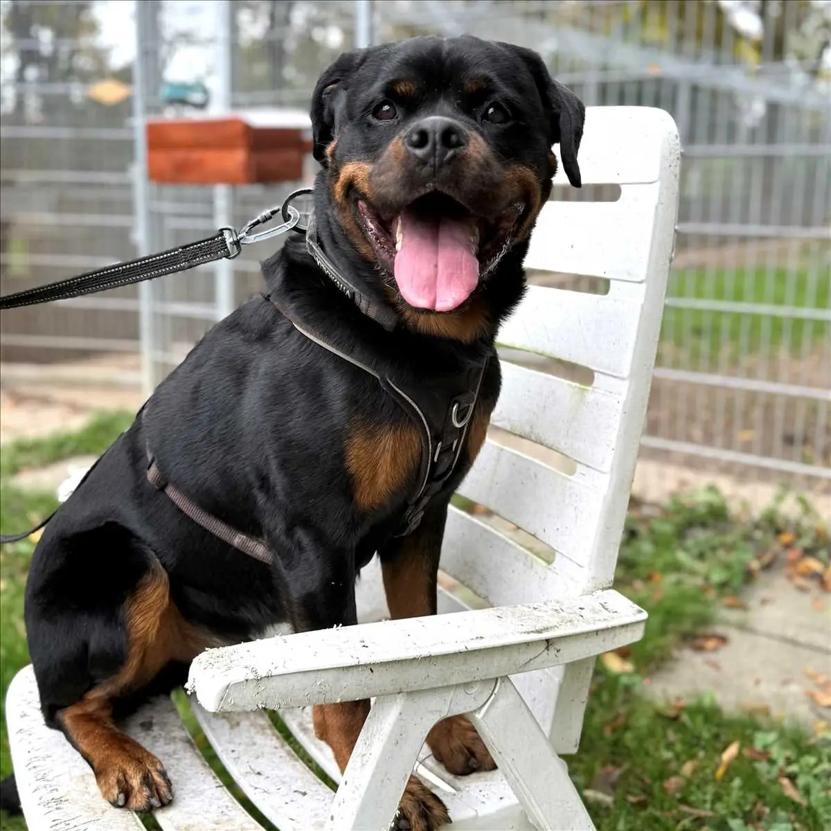SMARTIE - Rottweiler - Bild 1