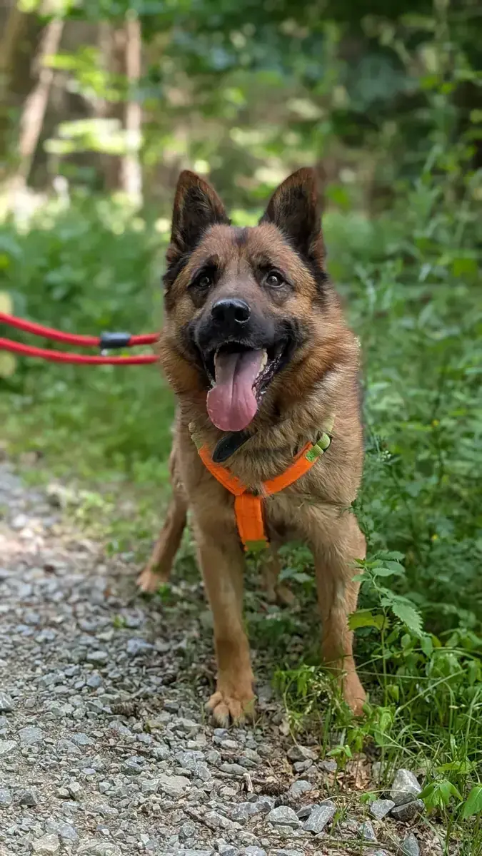 Karamell - Deutscher Schäferhund - Bild 1