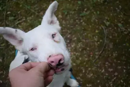 Sanji - Border Collie - Bild 5